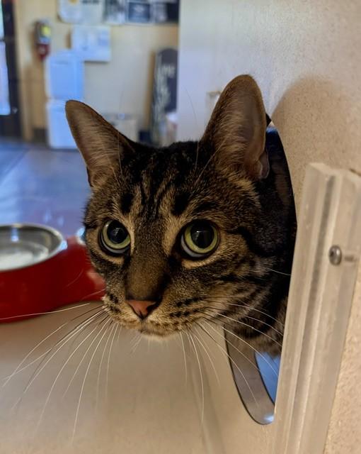 Enlarge CB, a Adoptable Domestic Short Hair in South Lake Tahoe, CA image 1/1