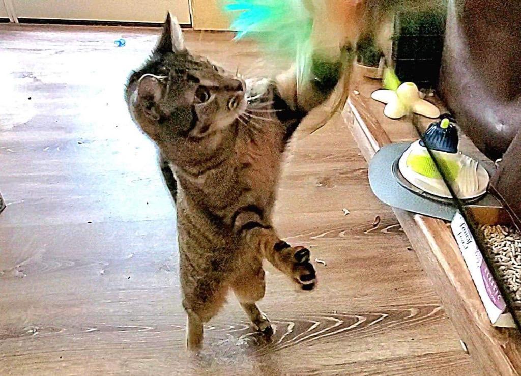 Gwendolyn, Adoptable, Adult Female Tabby.
