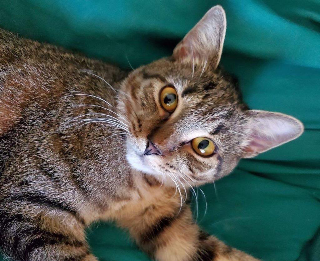 Enlarge Gwendolyn, a Adoptable Tabby in Orlando, FL image 4/4