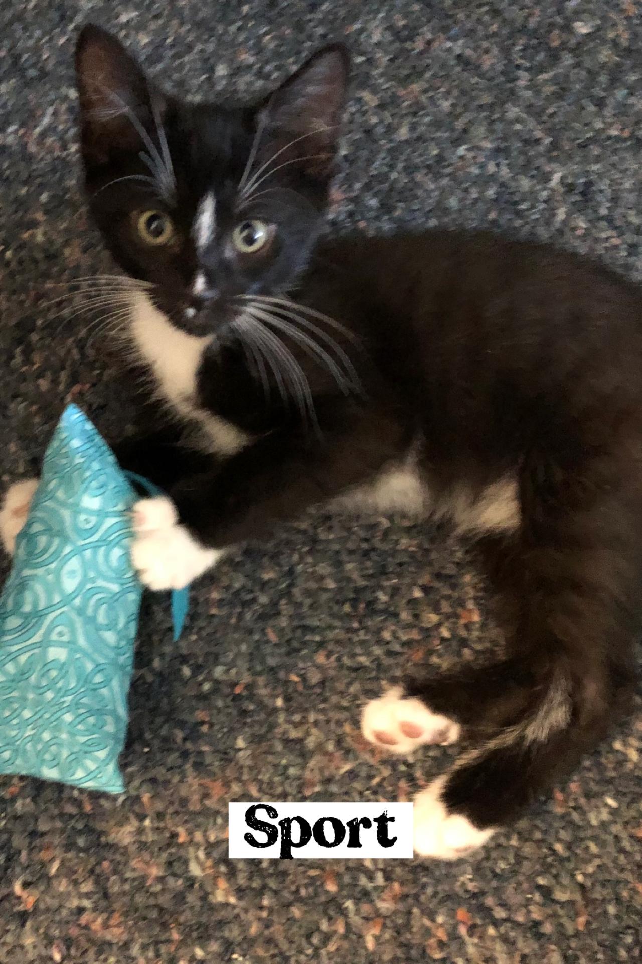 Sport, adopted, Kitten Male Domestic Short Hair.
