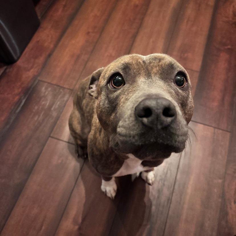 Enlarge Sage, a Adoptable mixed breed in Fort Collins, CO image 2/6