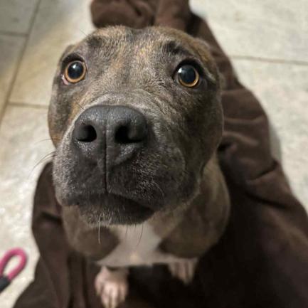 Enlarge Sage, a Adoptable mixed breed in Fort Collins, CO image 3/6