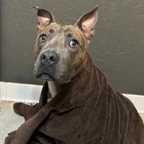 Enlarge Sage, a Adoptable mixed breed in Fort Collins, CO image 4/6