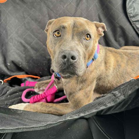 Enlarge Sage, a Adoptable mixed breed in Fort Collins, CO image 5/6