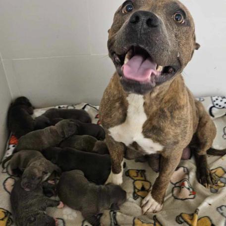 Enlarge Sage, a Adoptable mixed breed in Fort Collins, CO image 6/6