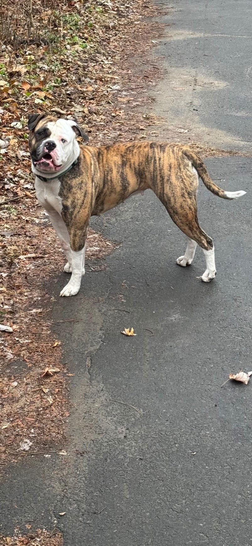 Amega Courtesy post, Adoptable, Young Female American Bulldog.