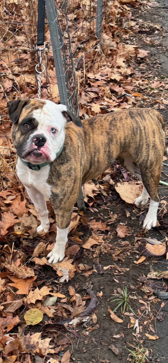 Enlarge Amega Courtesy post, a Adoptable American Bulldog in New Hope, PA image 3/3