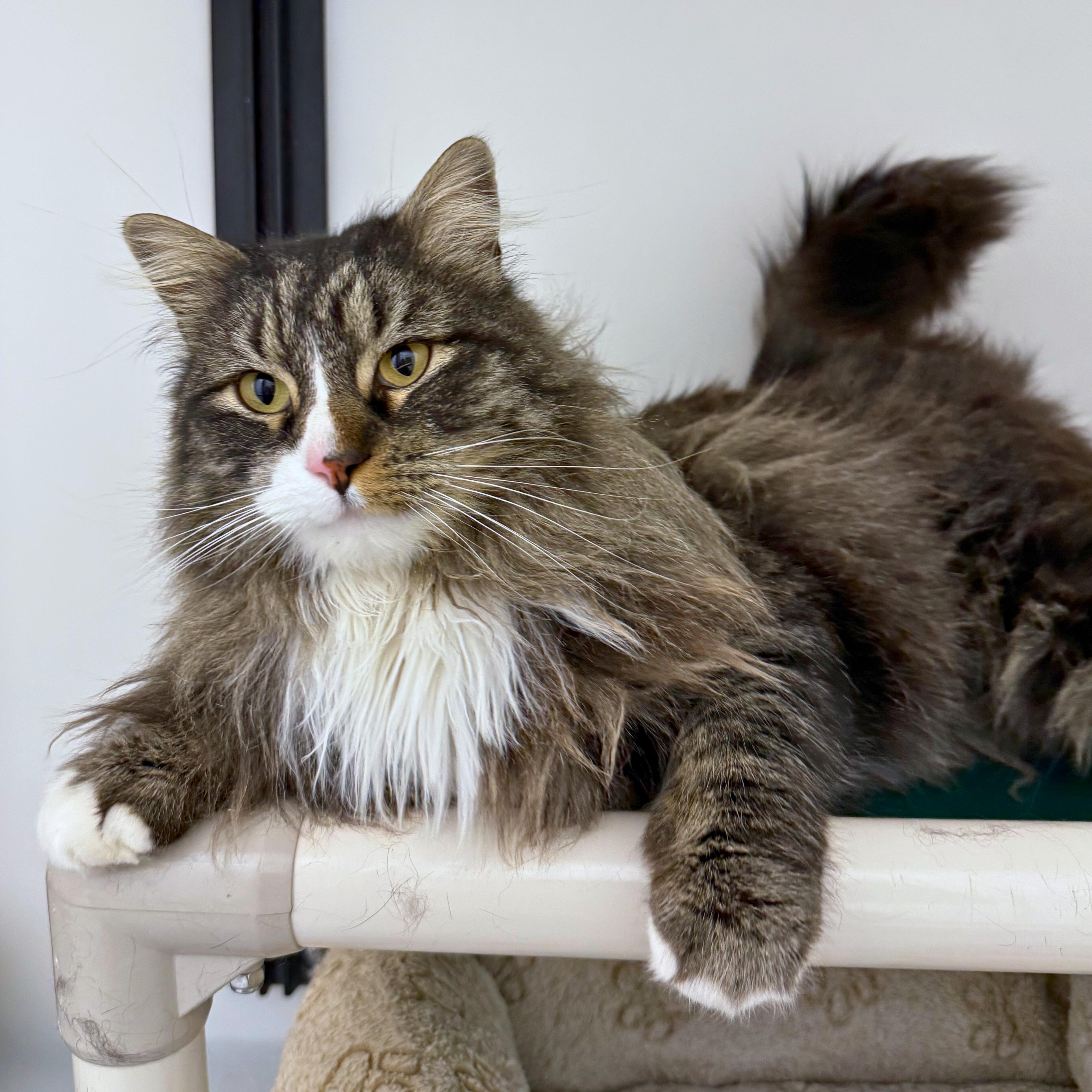 Enlarge Anastasia, an adopted Domestic Long Hair in Ridgway, CO image 4/5