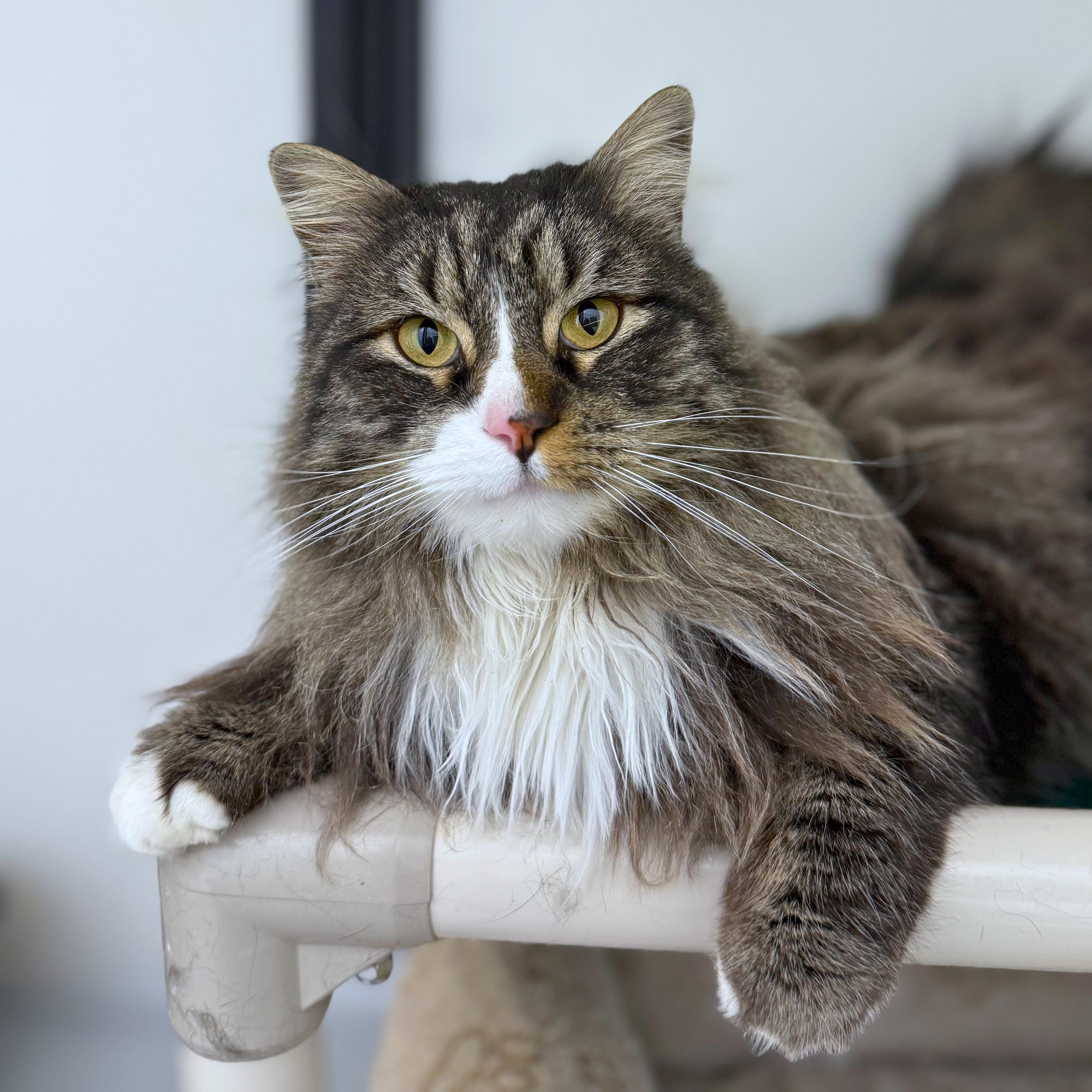 Anastasia, adopted, Adult Female Domestic Long Hair.