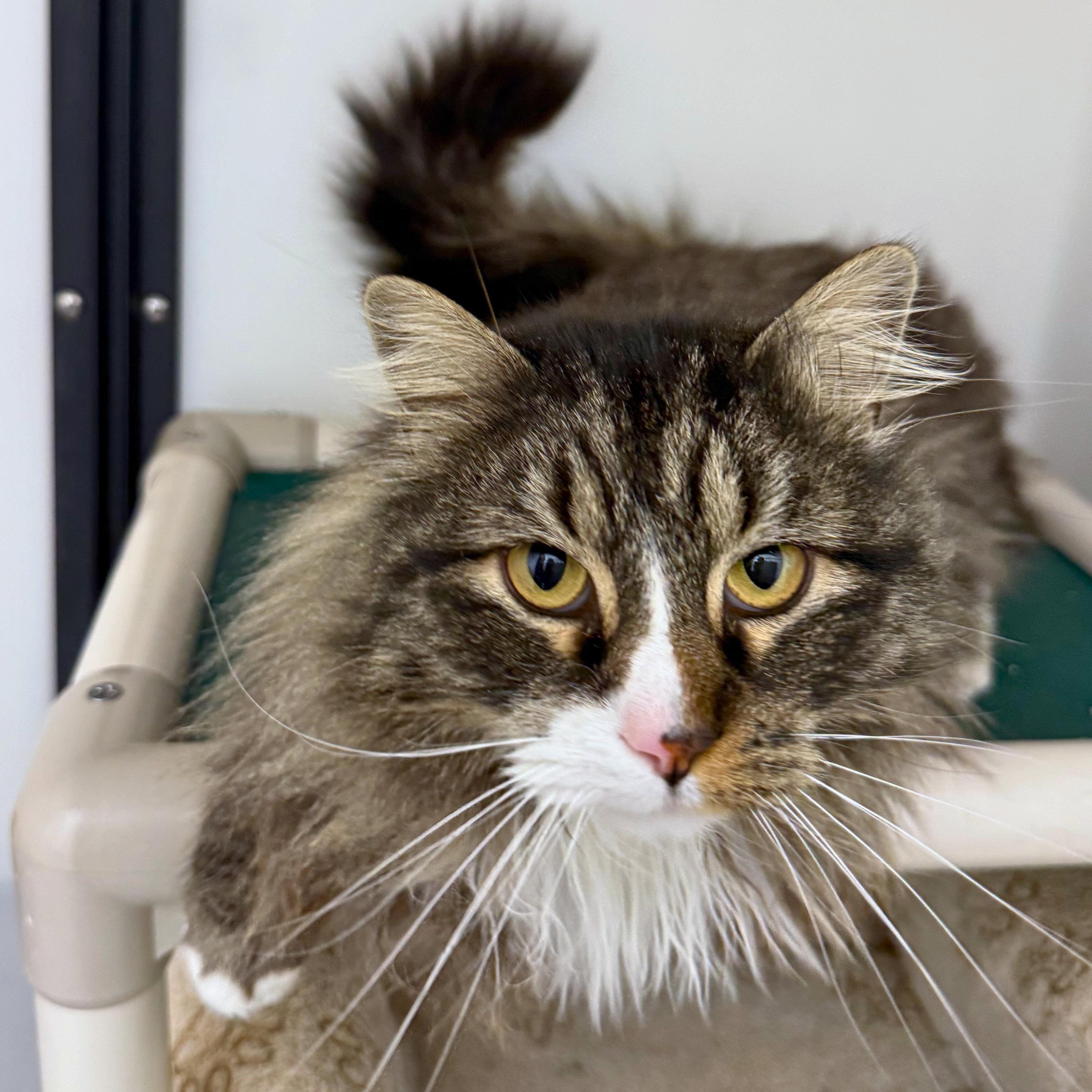 Enlarge Anastasia, an adopted Domestic Long Hair in Ridgway, CO image 2/5