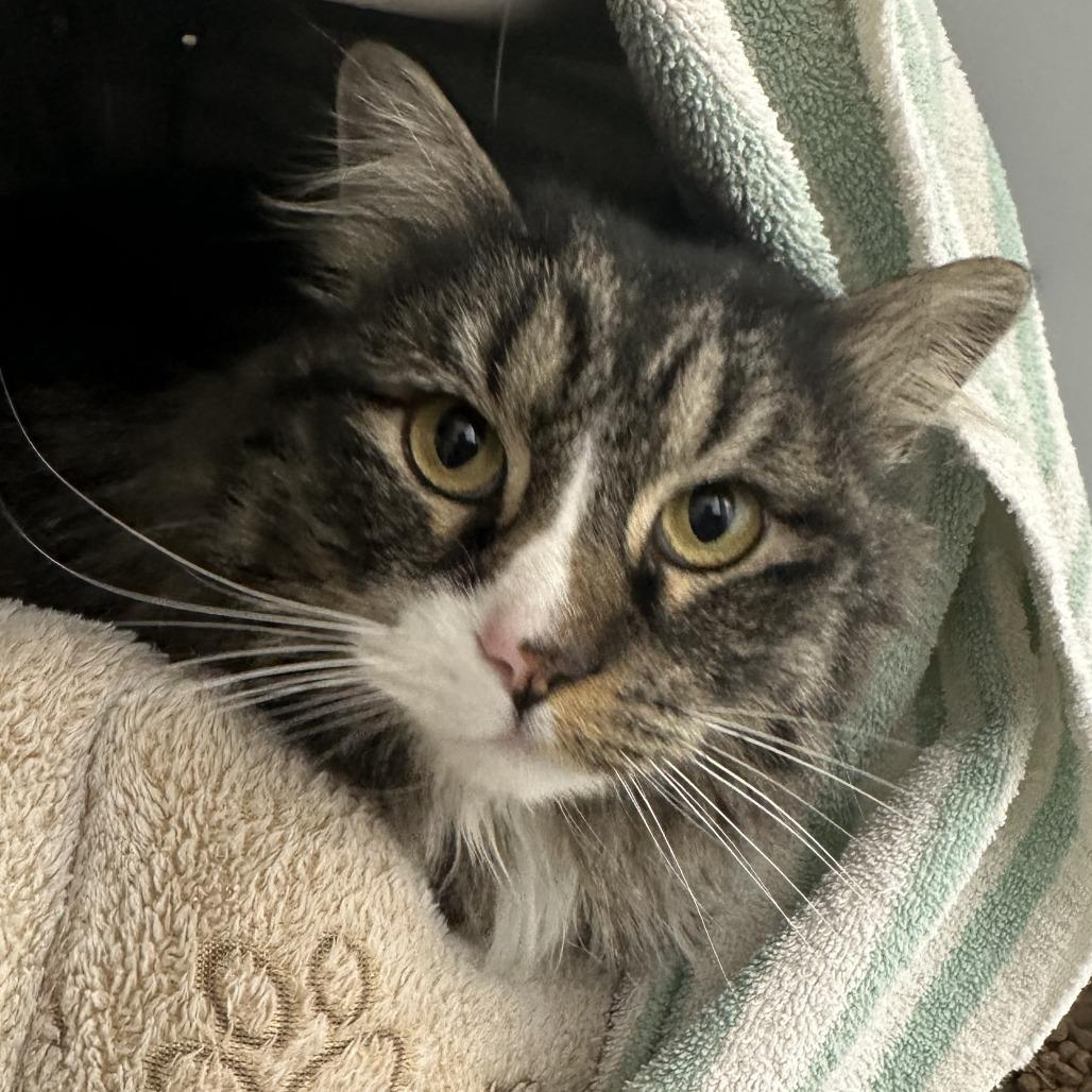 Enlarge Anastasia, an adopted Domestic Long Hair in Ridgway, CO image 5/5