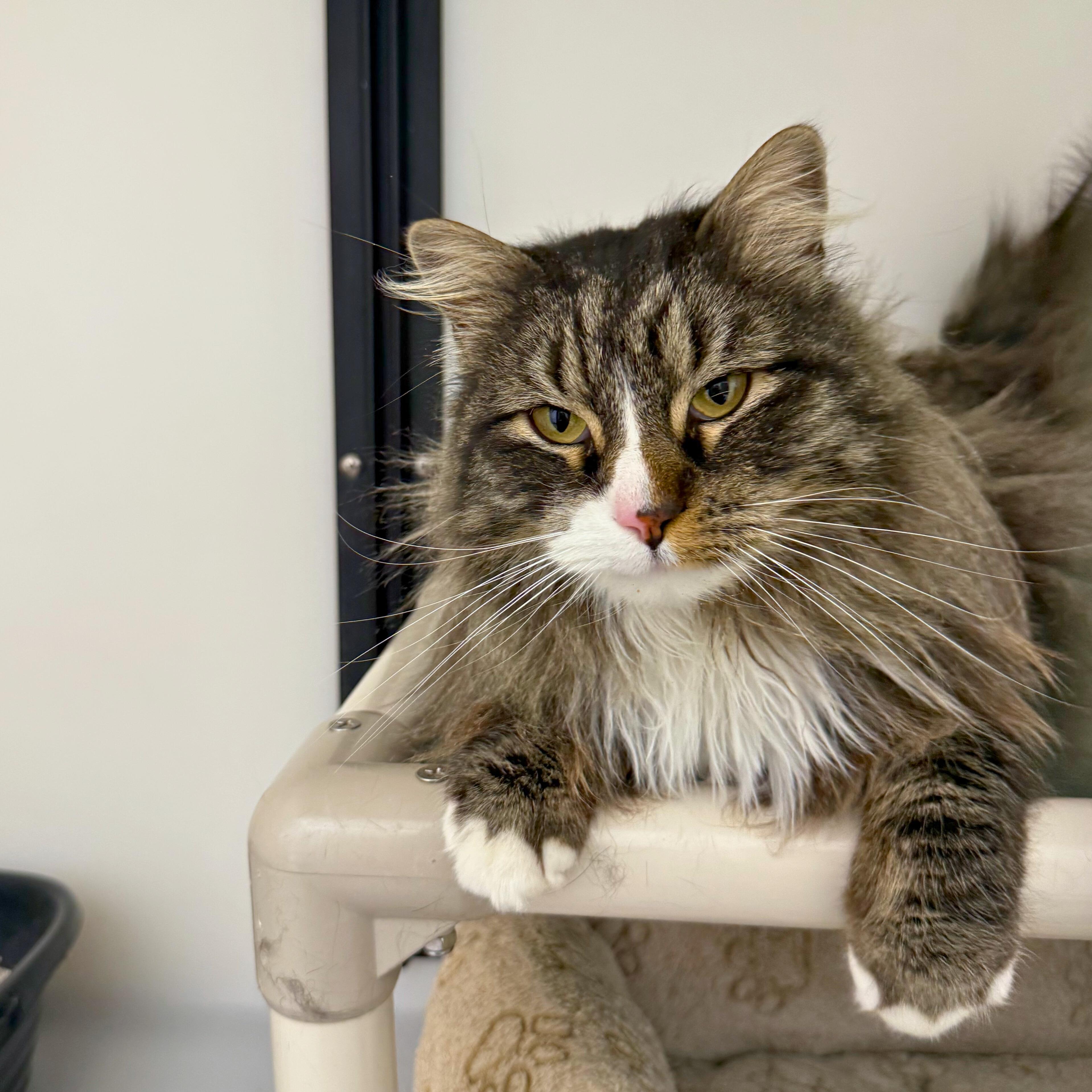 Enlarge Anastasia, an adopted Domestic Long Hair in Ridgway, CO image 3/5