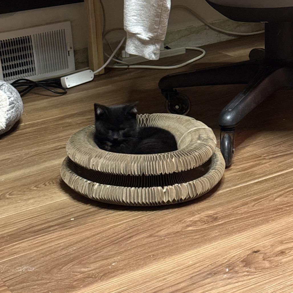 Enlarge Danny, a Adoptable Domestic Short Hair in PITTSBURGH, PA image 1/2