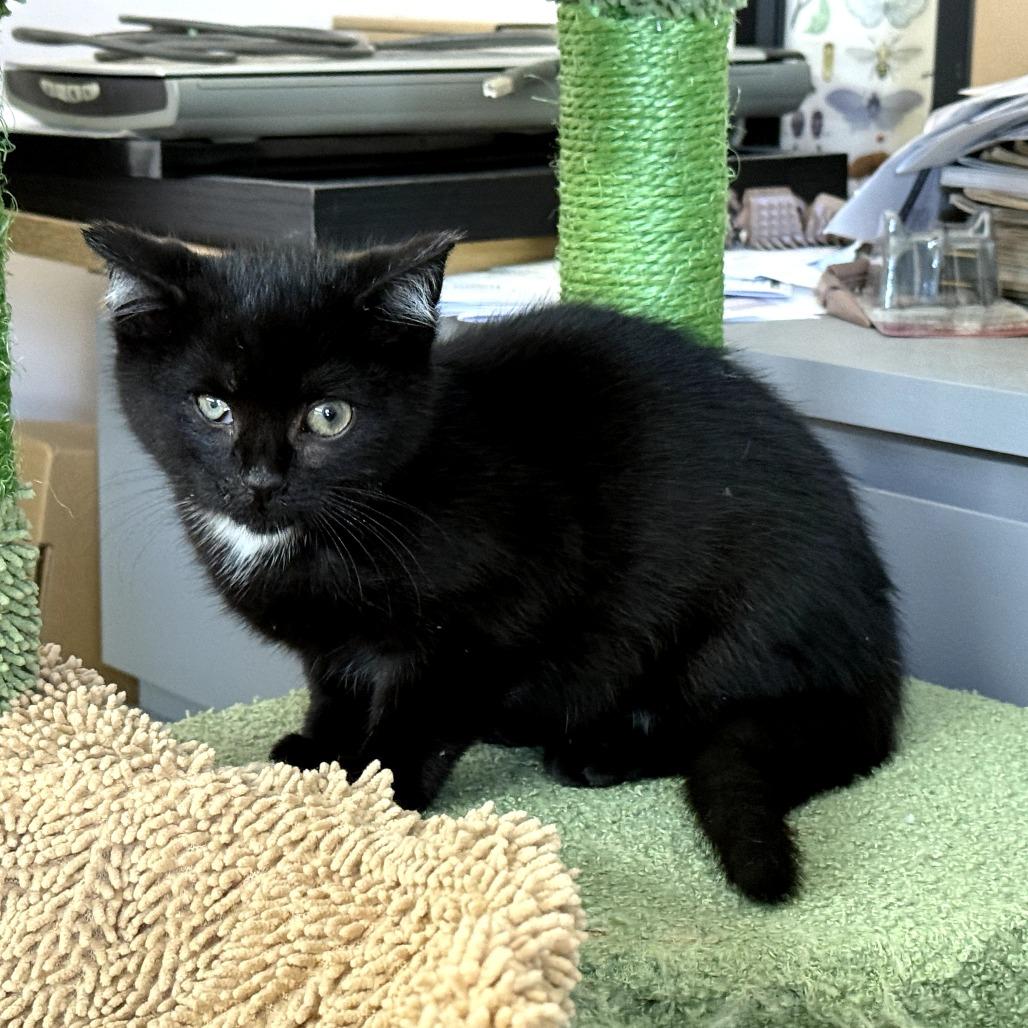 Enlarge Danny, a Adoptable Domestic Short Hair in PITTSBURGH, PA image 2/2