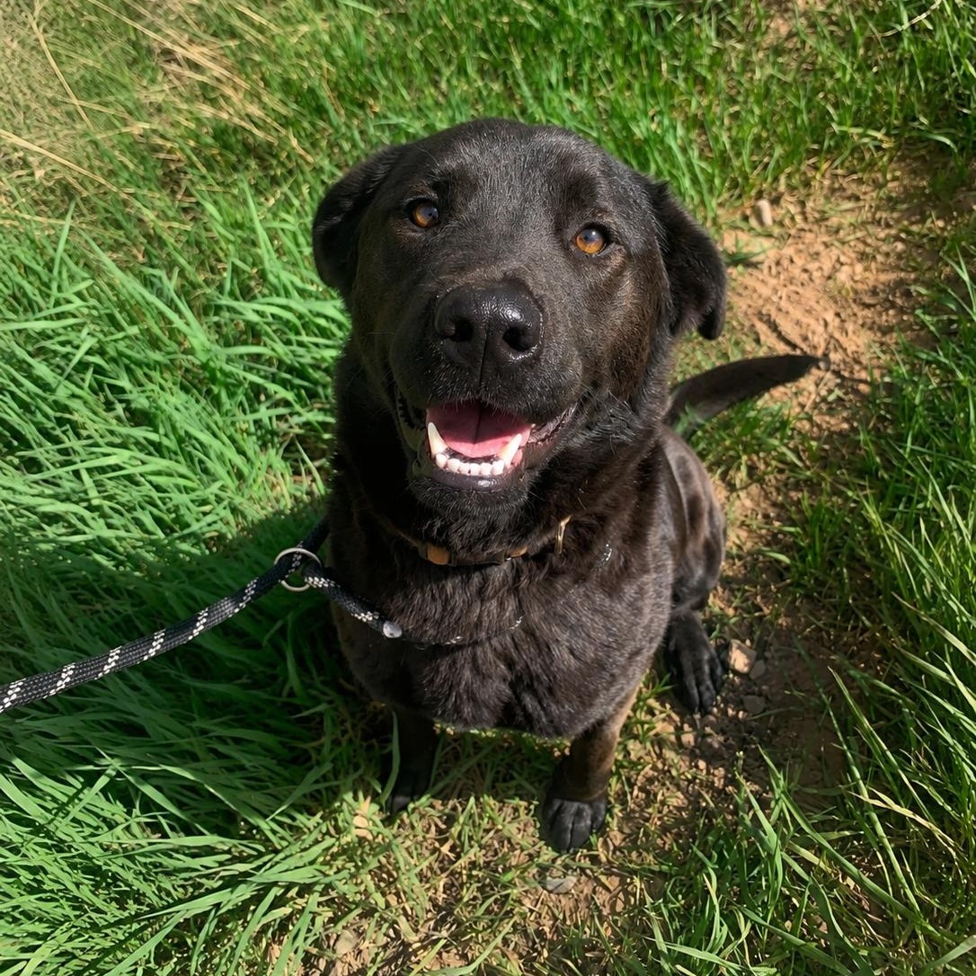 Enlarge Patsy, a ADOPTABLE mixed breed in Thayne, WY image 1/4
