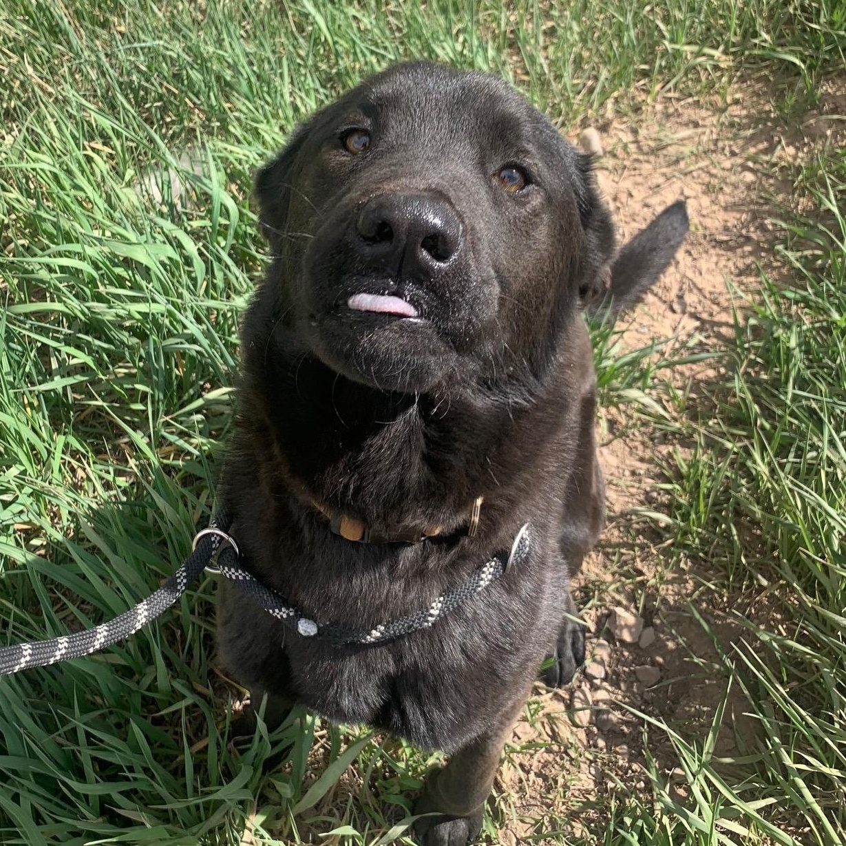 Enlarge Patsy, a ADOPTABLE mixed breed in Thayne, WY image 3/4