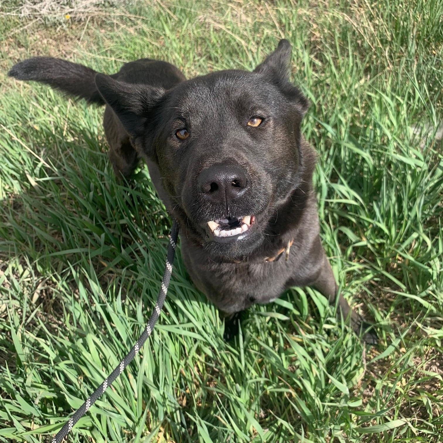 Enlarge Patsy, a ADOPTABLE mixed breed in Thayne, WY image 2/4