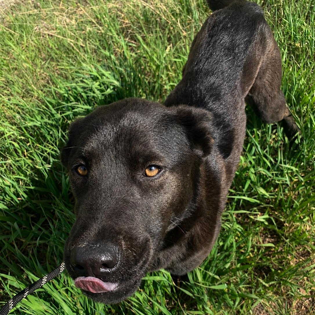Enlarge Patsy, a ADOPTABLE mixed breed in Thayne, WY image 4/4