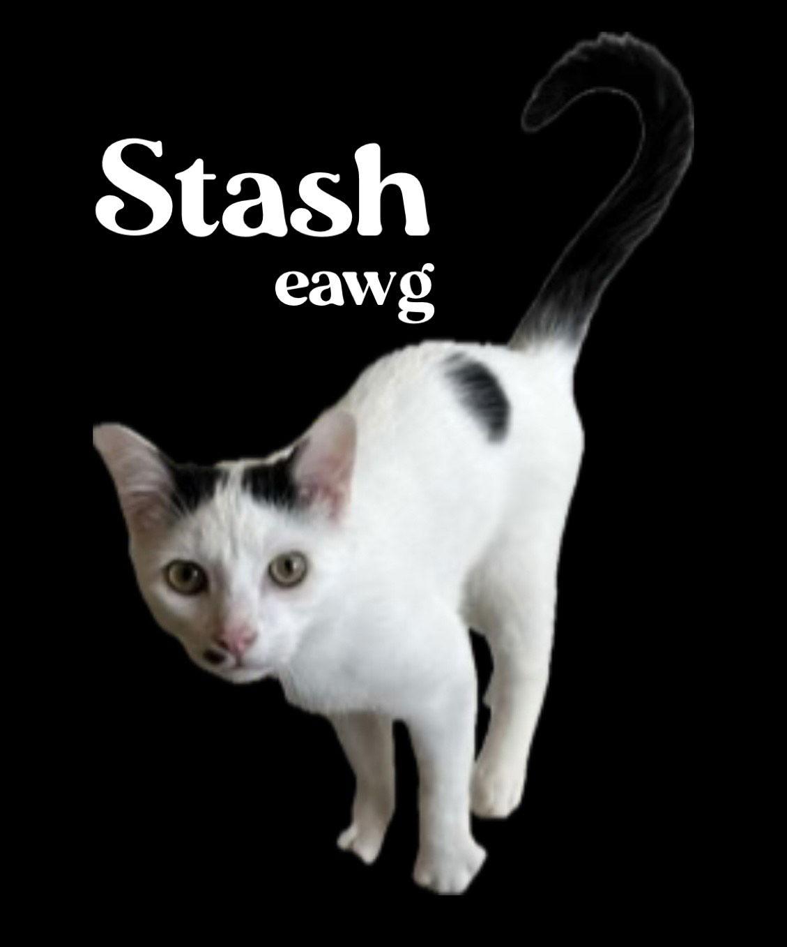 Stash, a Adoptable American Shorthair in Pensacola, FL image 1/2