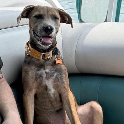 **QIRA**, Baby Female Weimaraner
