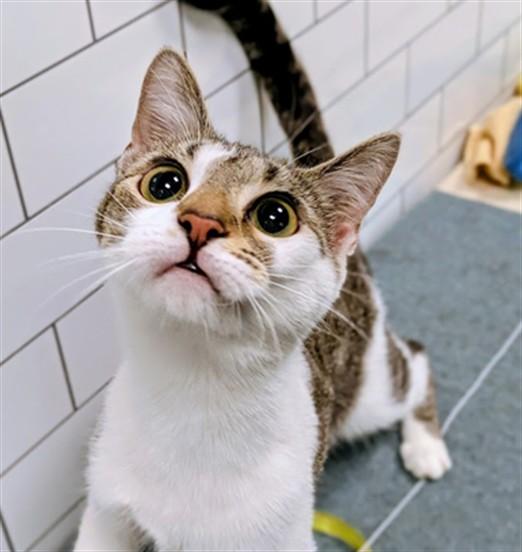 KEEBLER, Adoptable, Young Female Domestic Short Hair.