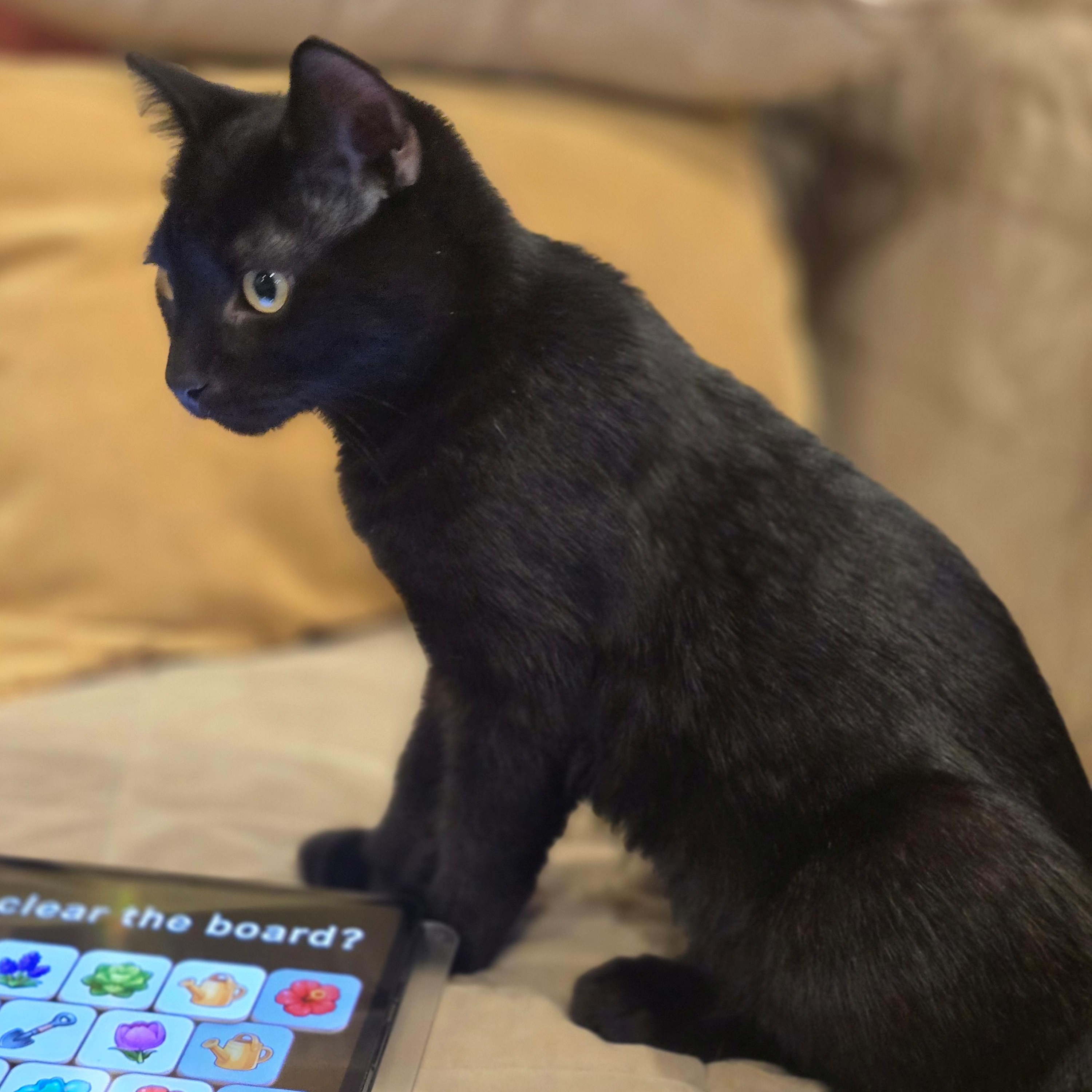 Blink, an adopted mixed breed in Silverton, OR image 2/2