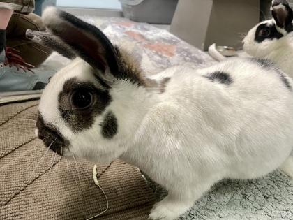 Enlarge Dory, a Adoptable English Spot in Boulder, CO image 1/2