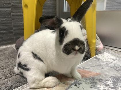 Enlarge Dory, a Adoptable English Spot in Boulder, CO image 2/2