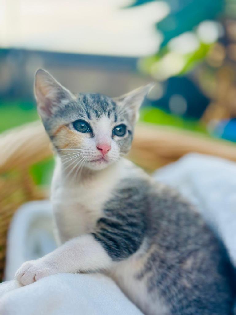 Gabby, Adoptable, Kitten Female Domestic Short Hair.