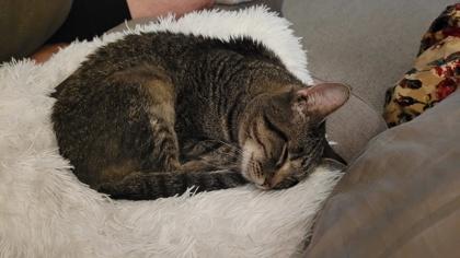 Echo, Adoptable, Adult Female Domestic Short Hair & Domestic Short Hair.