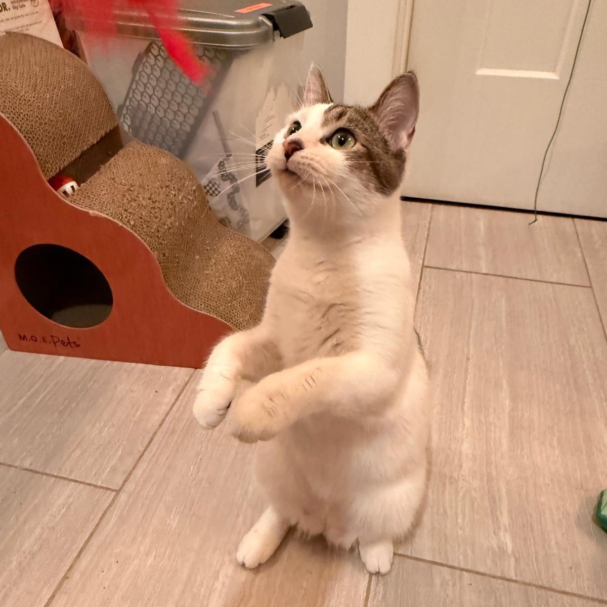 Mel B, ADOPTABLE, Kitten Female Domestic Short Hair.