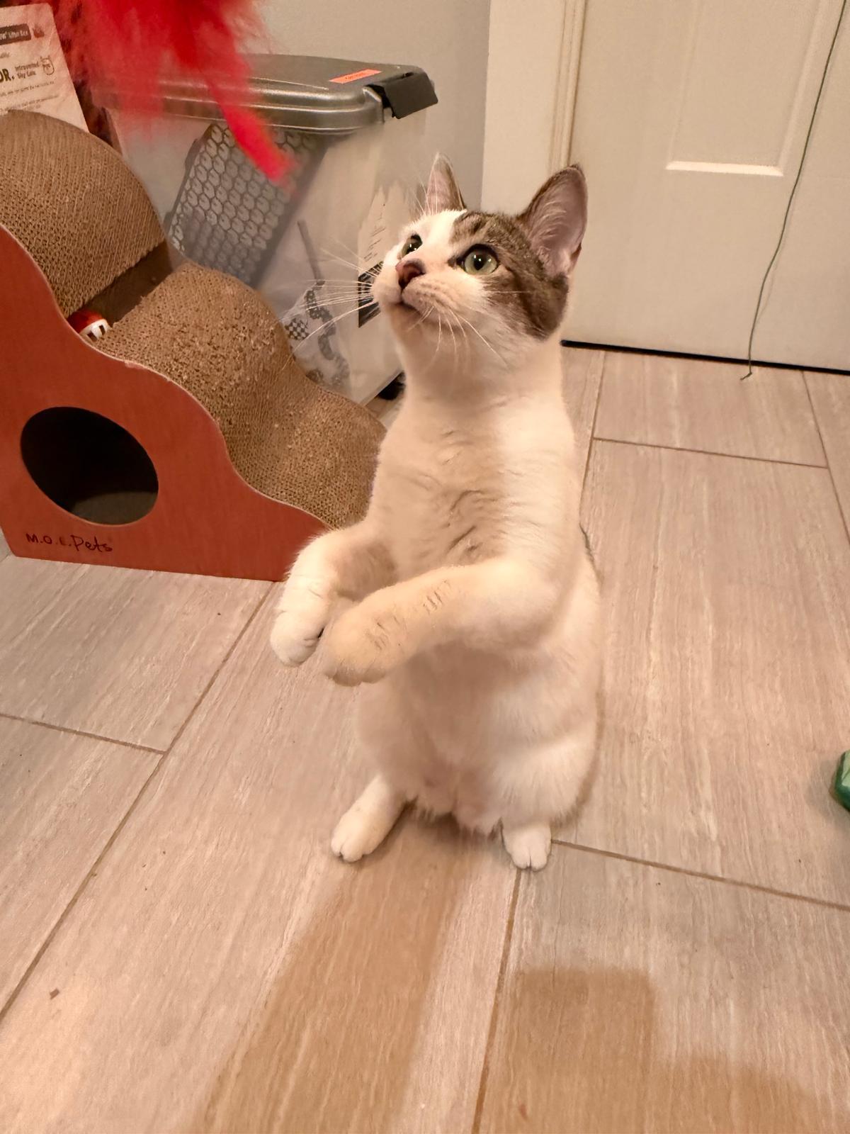 Enlarge Mel B, a ADOPTABLE Domestic Short Hair in Atlanta, GA image 2/5