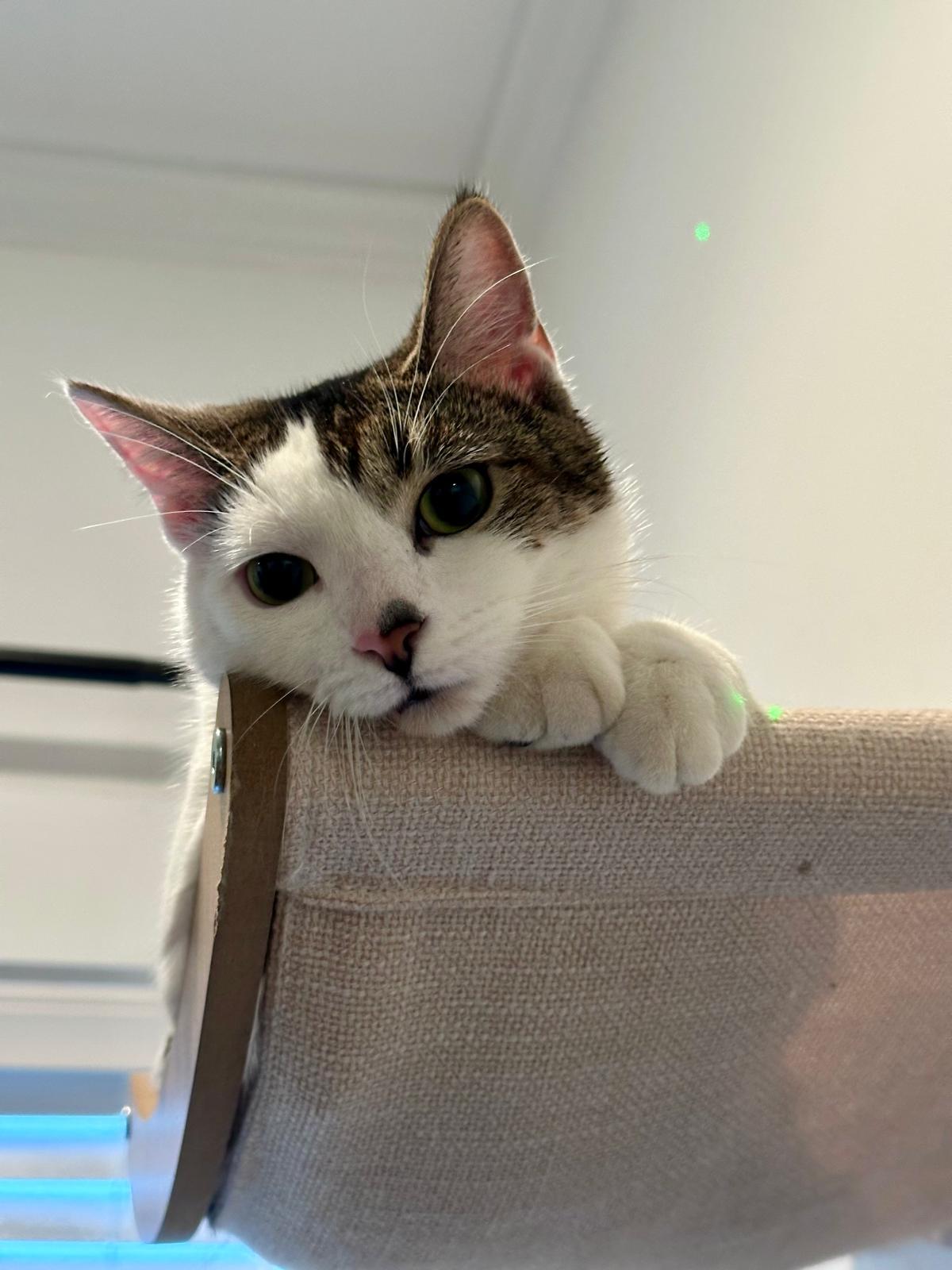 Enlarge Mel B, a ADOPTABLE Domestic Short Hair in Atlanta, GA image 5/5