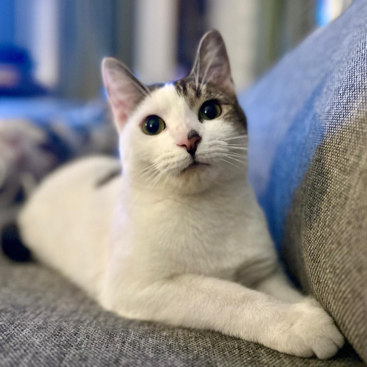 Enlarge Mel B, a ADOPTABLE Domestic Short Hair in Atlanta, GA image 1/5