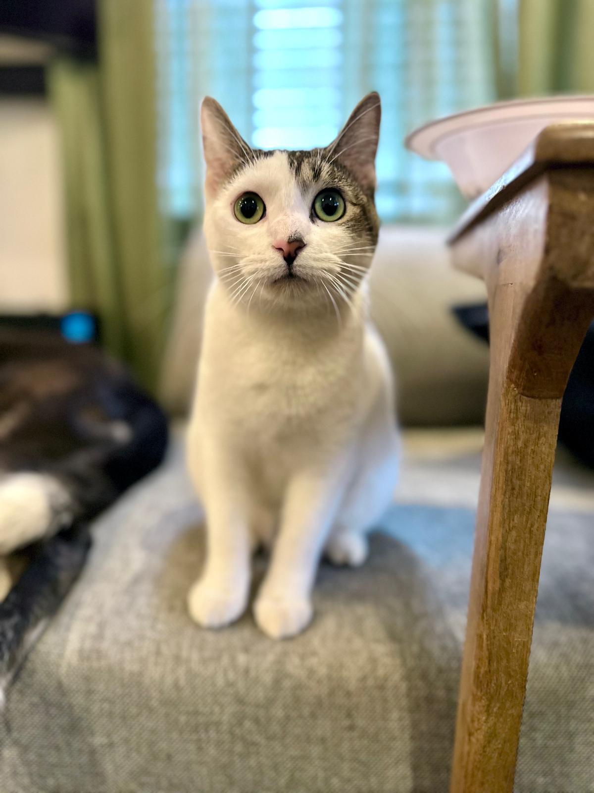 Enlarge Mel B, a ADOPTABLE Domestic Short Hair in Atlanta, GA image 3/5