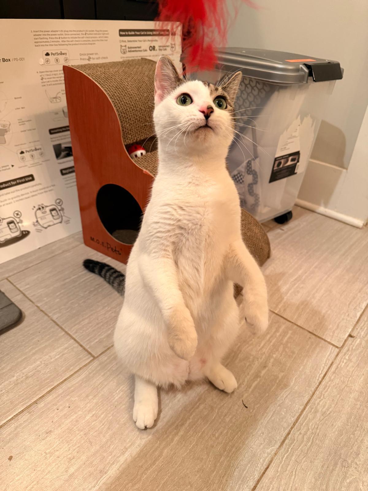 Enlarge Mel B, a ADOPTABLE Domestic Short Hair in Atlanta, GA image 4/5