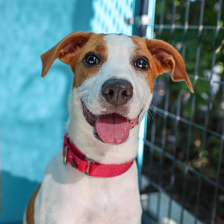 Enlarge Aphrodite, a Adoptable Hound in Bradenton, FL image 1/1