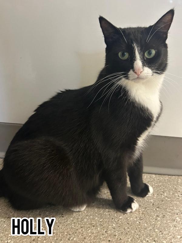 Holly, Adoptable, Adult Female Domestic Short Hair.