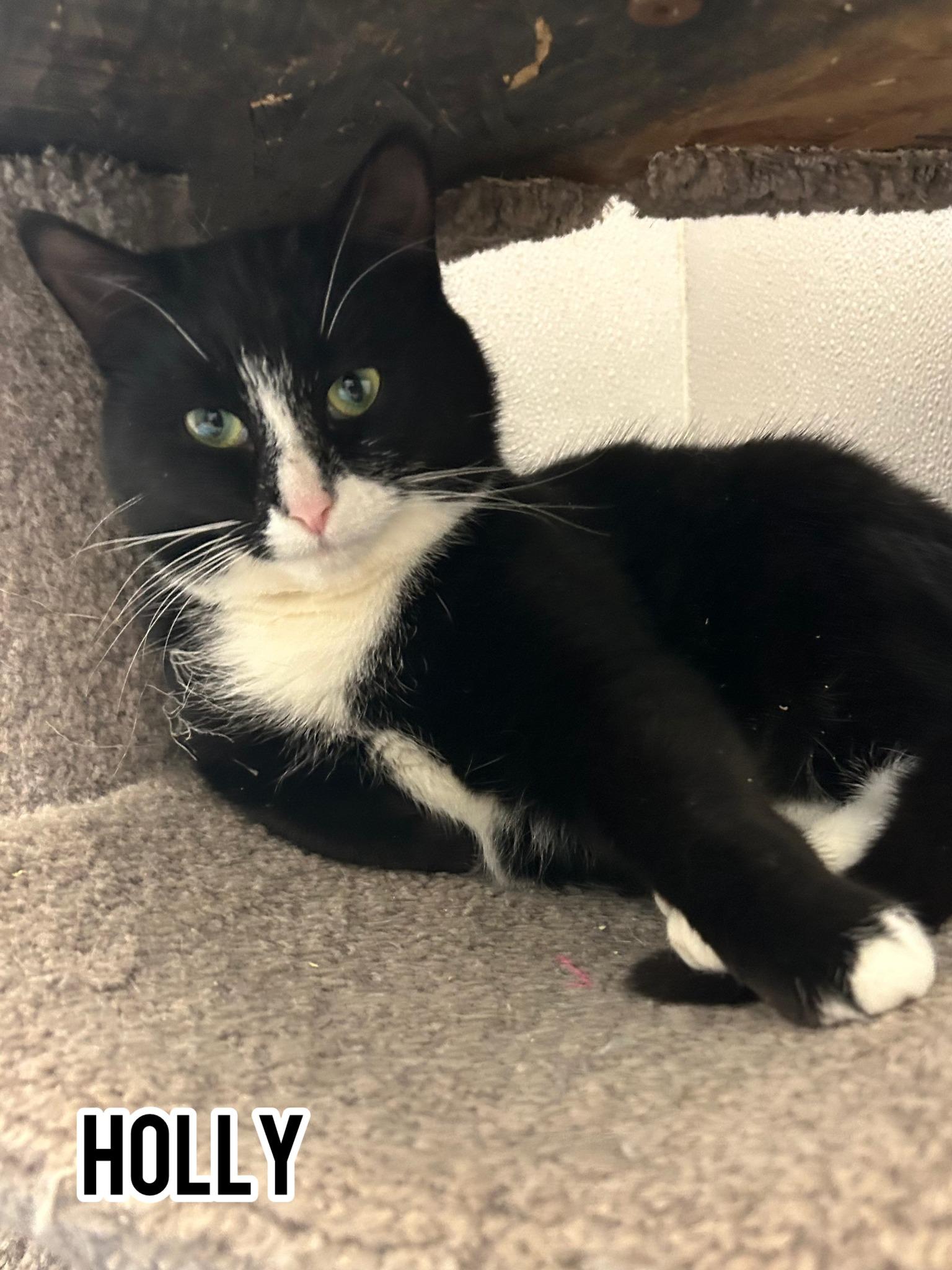 Enlarge Holly, a Adoptable Domestic Short Hair in Dauphin, MB image 2/2