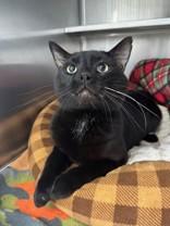 Enlarge Fred Flintstone, an adopted Domestic Short Hair in Manitowoc, WI image 1/1