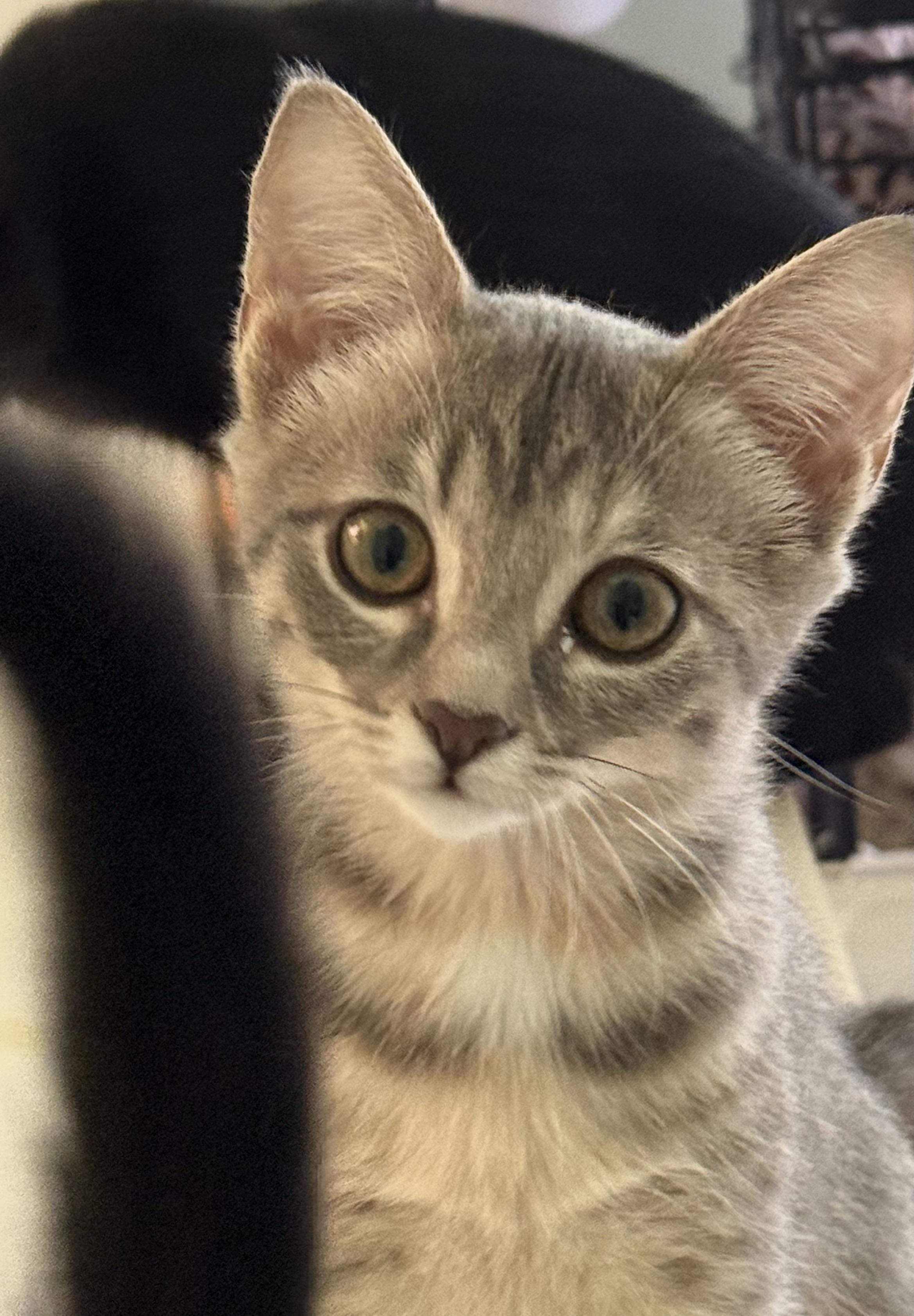 Enlarge Sabrina, a Adopted Domestic Short Hair in Eagleville, TN image 1/1