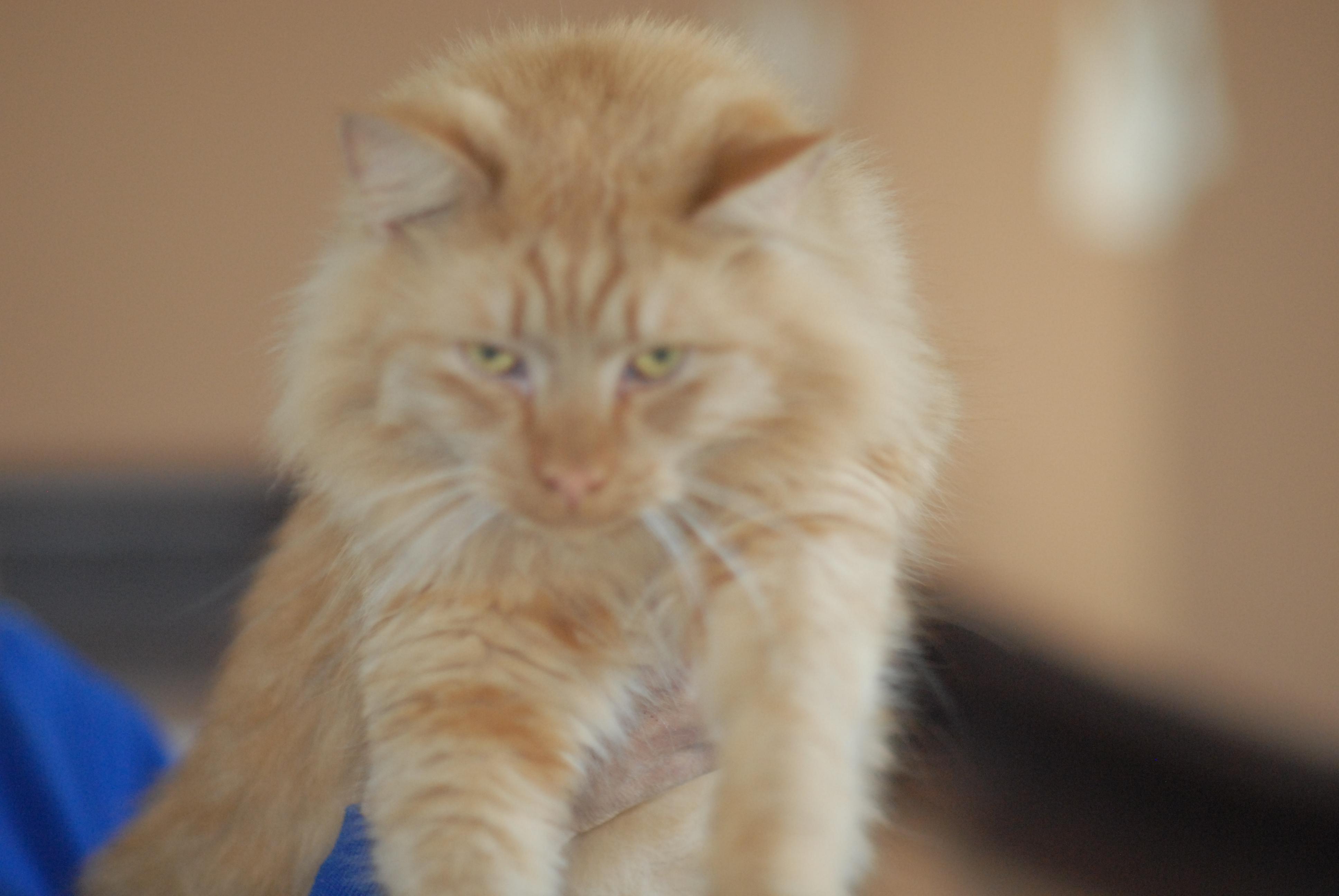 Angelo, Adoptable, Adult Male Domestic Medium Hair.