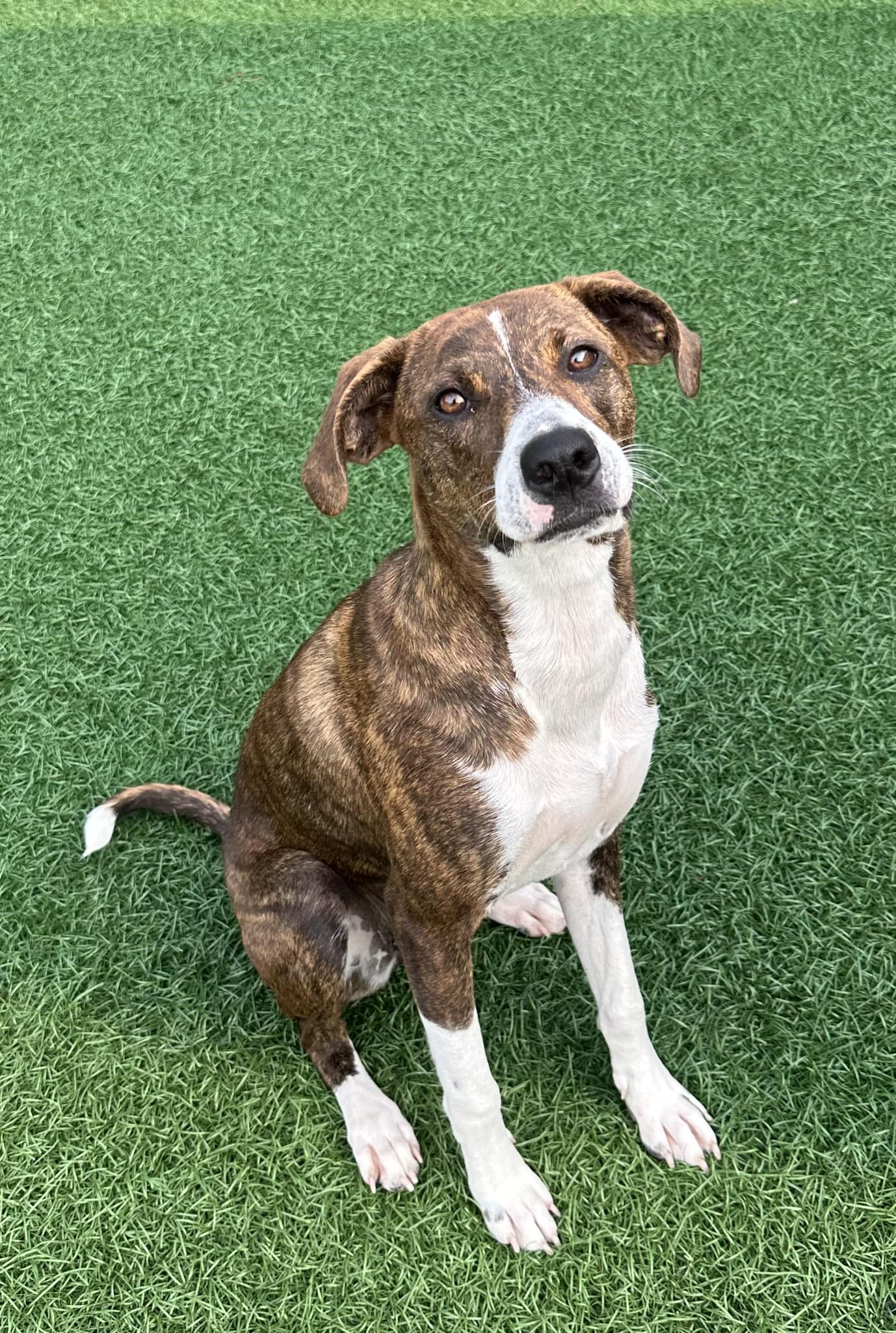 Dog for adoption Nikki *HERE IN NH*, a Mixed Breed in Northwood, NH