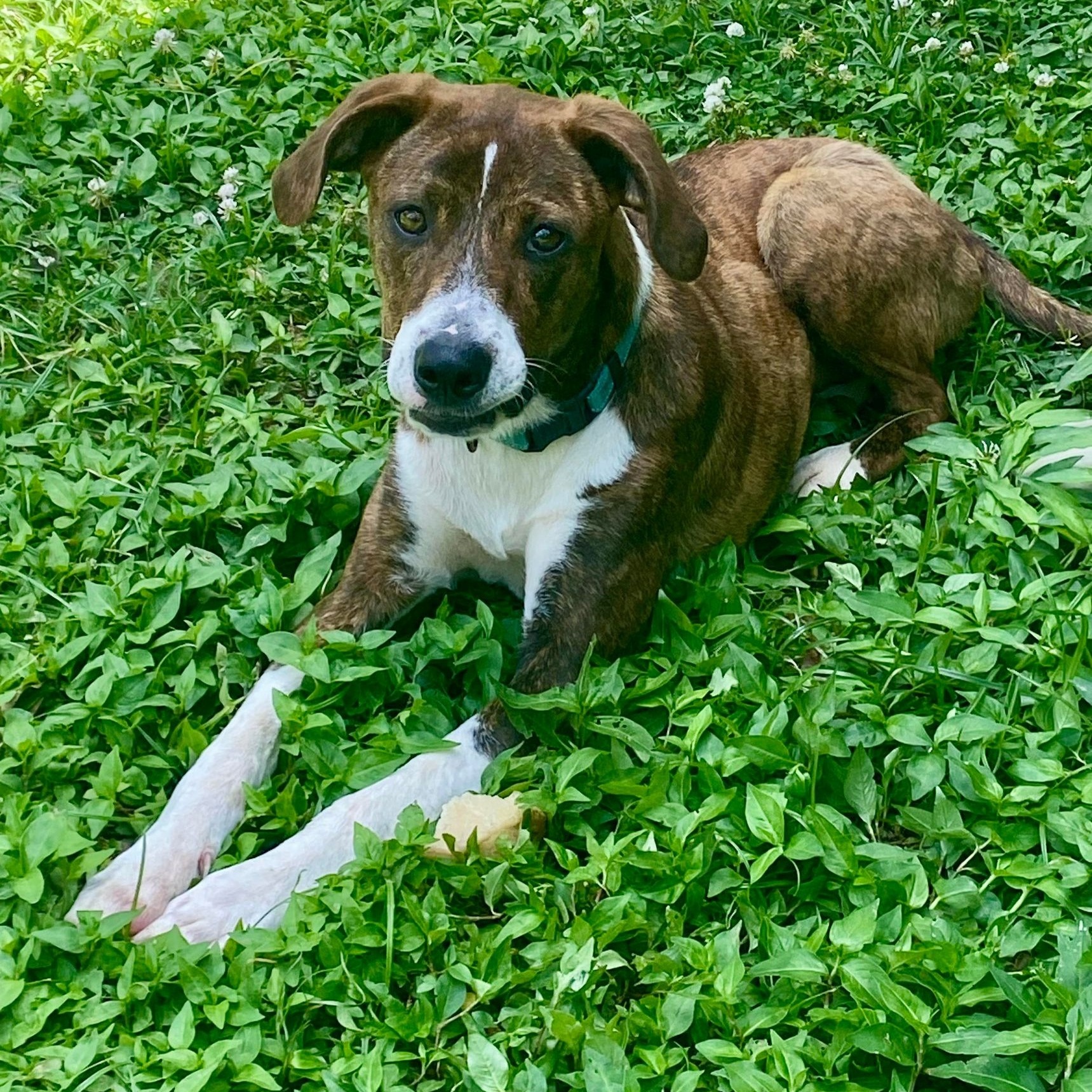 Dog for adoption Nikki *HERE IN NH*, a Mixed Breed in Northwood, NH