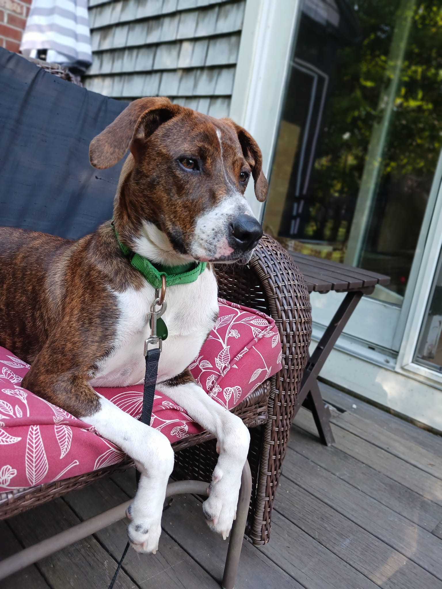 Dog for adoption Nikki *HERE IN NH*, a Mixed Breed in Northwood, NH