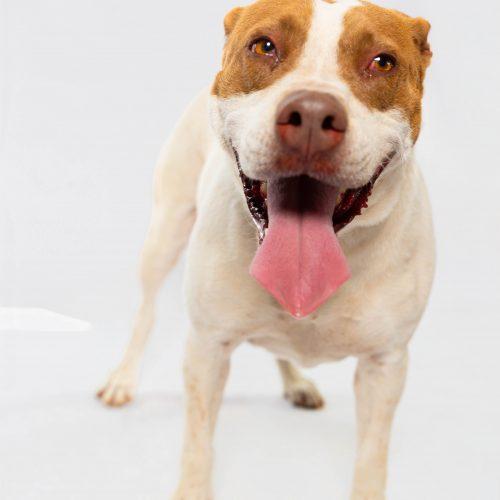 Enlarge Nala, a Adoptable American Staffordshire Terrier in Sullivan City, TX image 1/6