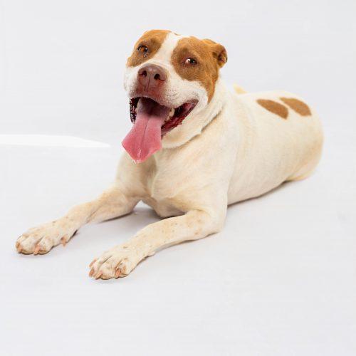 Enlarge Nala, a Adoptable American Staffordshire Terrier in Sullivan City, TX image 2/6