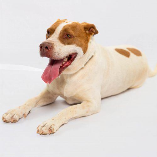 Enlarge Nala, a Adoptable American Staffordshire Terrier in Sullivan City, TX image 3/6