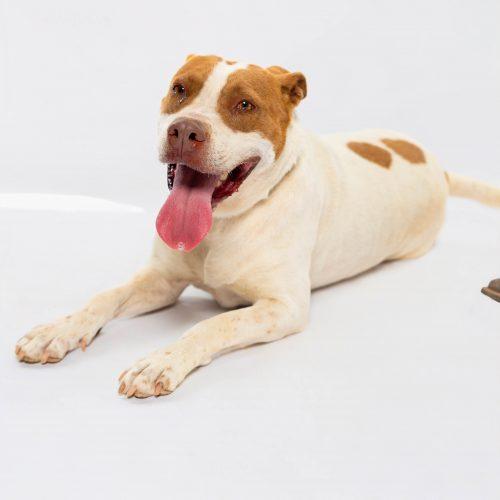Enlarge Nala, a Adoptable American Staffordshire Terrier in Sullivan City, TX image 4/6