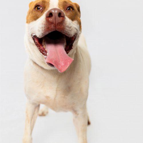 Enlarge Nala, a Adoptable American Staffordshire Terrier in Sullivan City, TX image 5/6